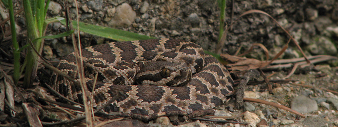 juvenile curled-up rattlesnake