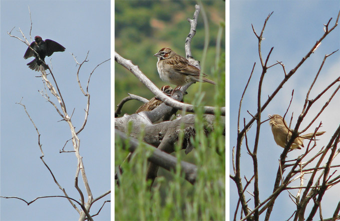 brown-headed cowbird, lark sparrow & wrentit