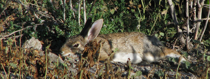 desert cottontail lounging