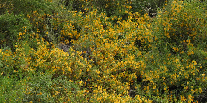 orange bush monkey flower hillside