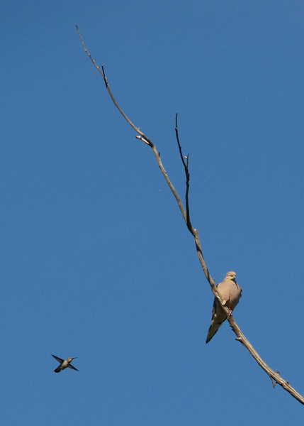 Mourning Dove & hummer