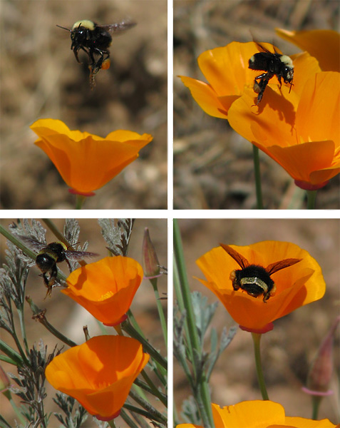 bumble bees on poppies