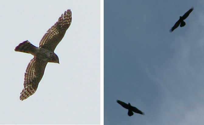 Cooper's Hawk & Common Ravens