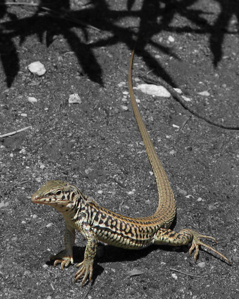 Coastal Whiptail, selective color 