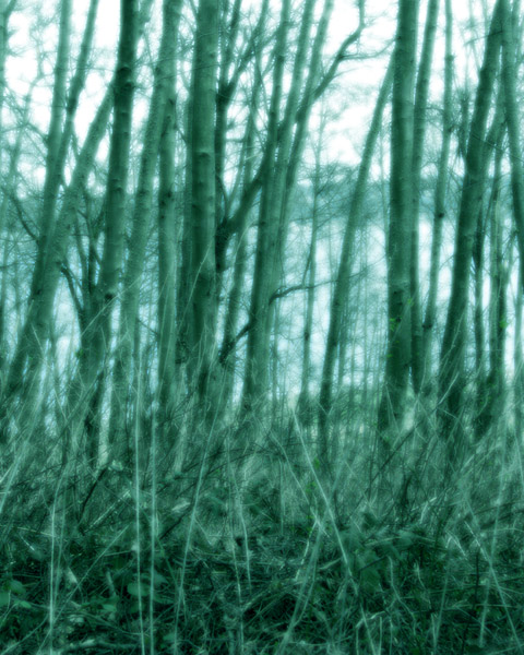 thickets tall photo art