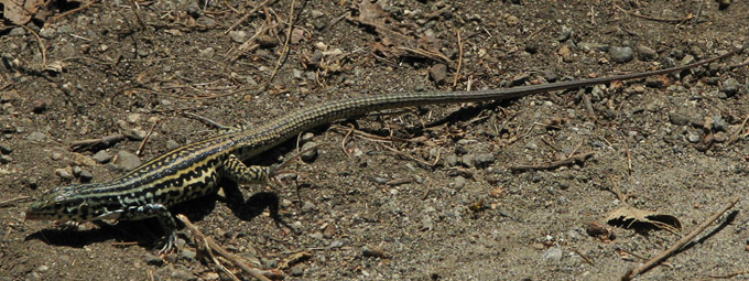 Coastal Whiptail, on the move