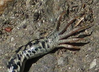 Coastal Whiptail, front claws