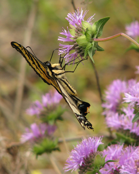 Western Tiger Swallowtail on Coyote Mint