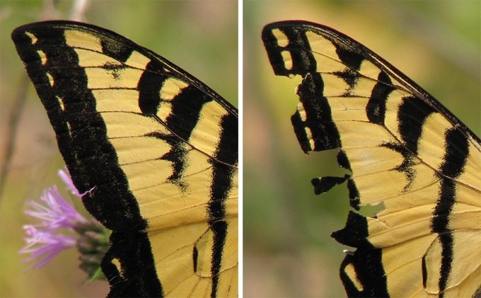 Western Tiger Swallowtail, wing comparison
