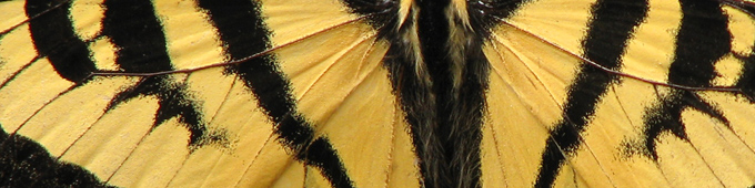 Western Tiger Swallowtail, wing close-up