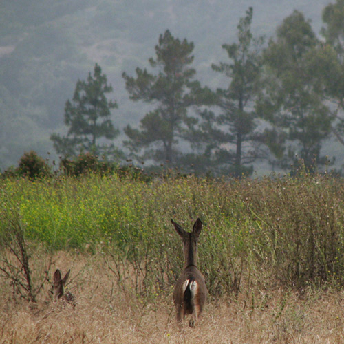 Mule Deer, female & fawn