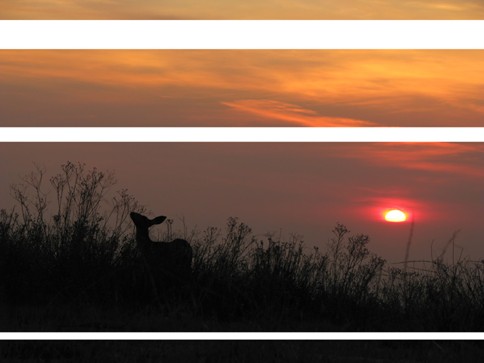 mule deer at sunset, sectional