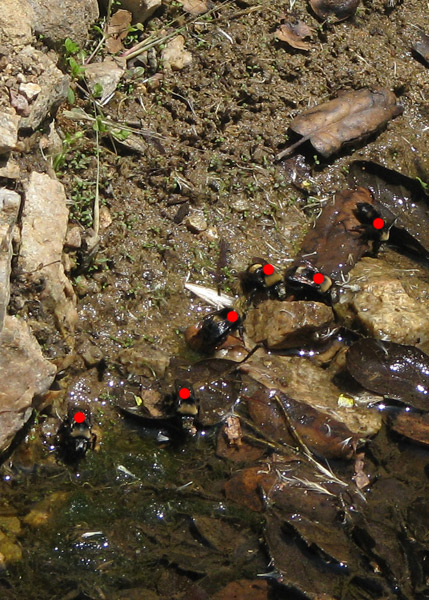bumble bees at creek, count