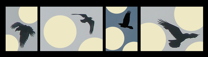 Common Raven & moons, artwork
