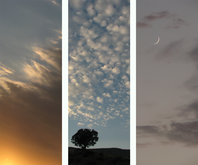 sky, tree & moon triptych