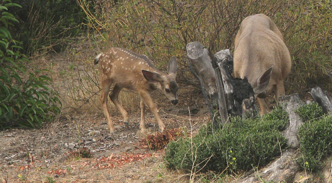 Mule Deer, female & fawn