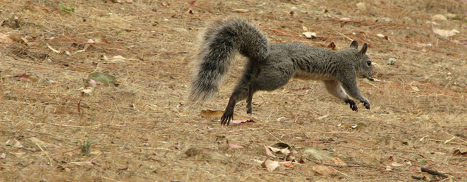 Western Gray Squirrel, leaping