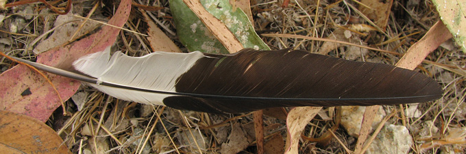 Acorn Woodpecker feather?