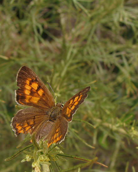 Tailed Copper on California Sagebrush, dorsal