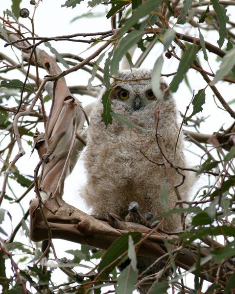 Great Horned Owl, immature in eucalyptus