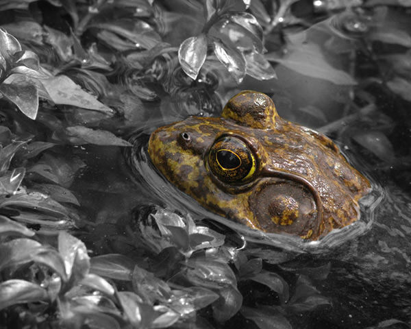 American Bullfrog & aquatic plants