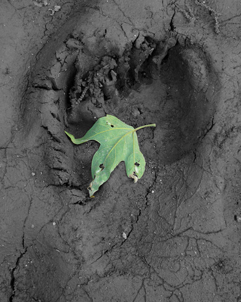 Black Bear footprint & sycamore leaf