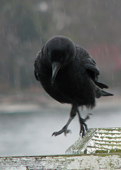 Crow + rain + the Seattle ferry