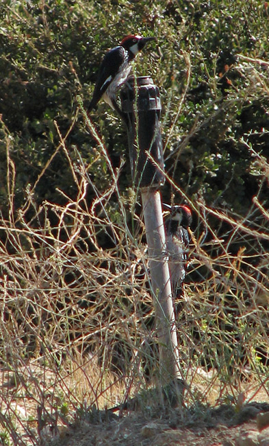 Acorn Woodpeckers drinking from sprinkler