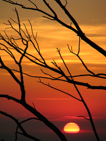 January sunset & branches