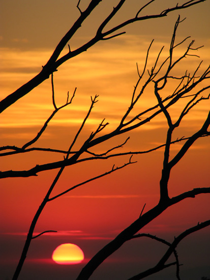 January sunset & branches, flipped