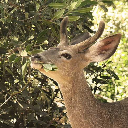 Mule Deer, male eating Toyon (filtered)