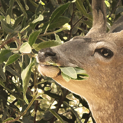 Mule Deer, male eating Toyon (filtered)