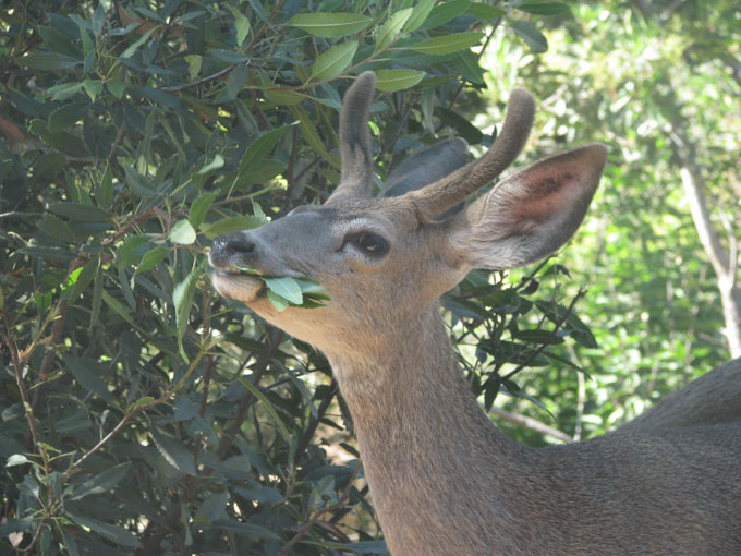 Mule Deer, male eating Toyon