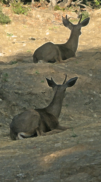 Mule Deer, two males resting (filtered)