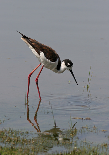 Black-necked Stilt wading