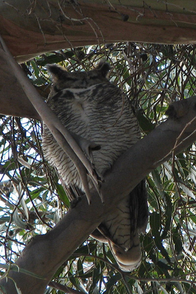 Great Horned Owl, most recent photo