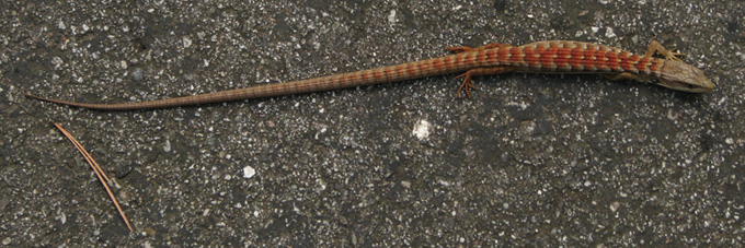 Southern Alligator Lizard, reddish