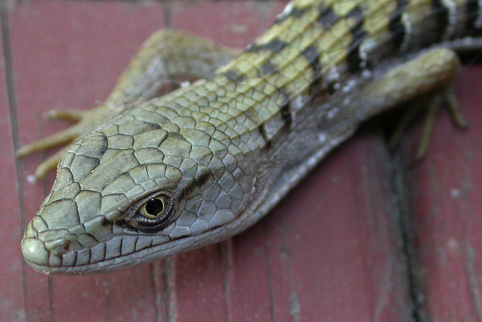 Southern Alligator Lizard, eye close-up