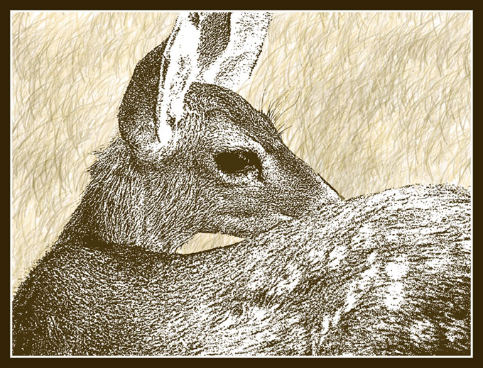 Mule Deer fawn, artwork