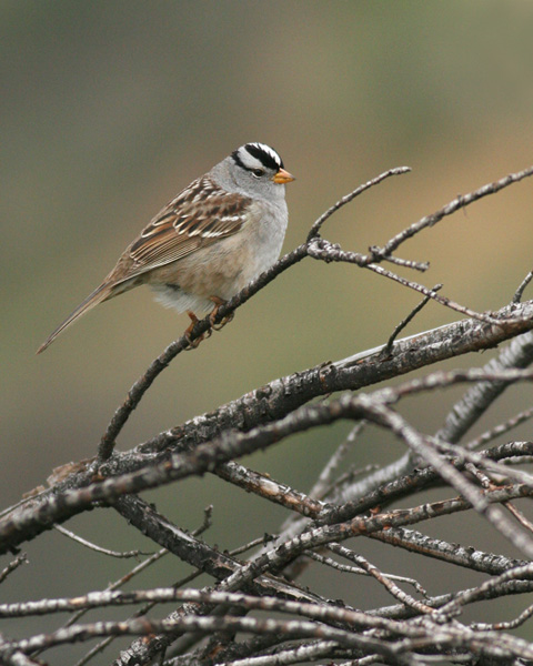 White-crowned Sparrow & branches