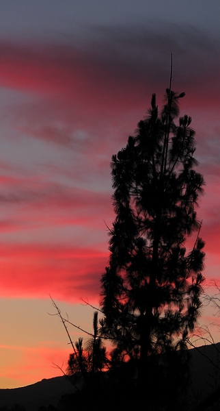 pink sunset & pine
