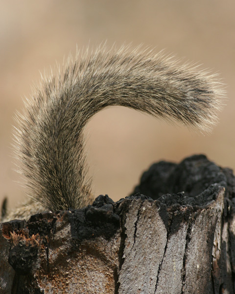 California Ground Squirrel, tail