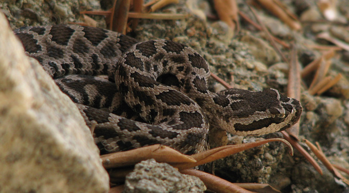 Southern Pacific Rattlesnake, immature